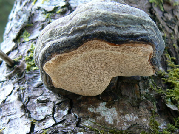 Ignoto 2.... (Fomitopsis pinicola)